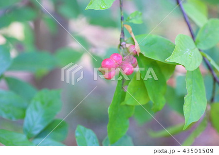 コブシの実 43501509