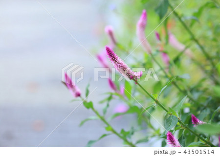 ノゲイトウの花 ノゲイトウの花 43501514