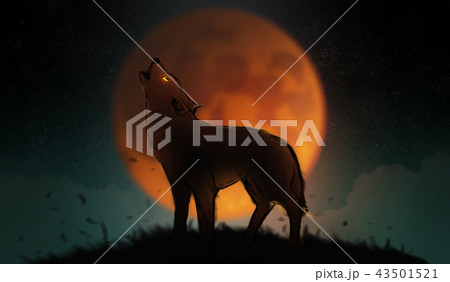 a wolf howling in the wild. a wolf howling in the wild. 43501521