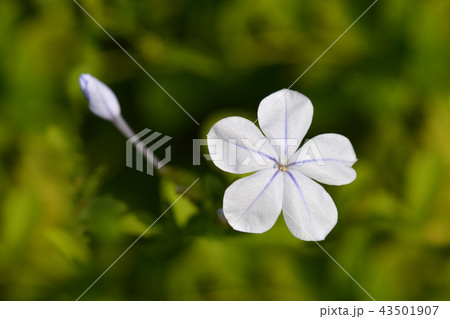 Blue plumbago Blue plumbago 43501907