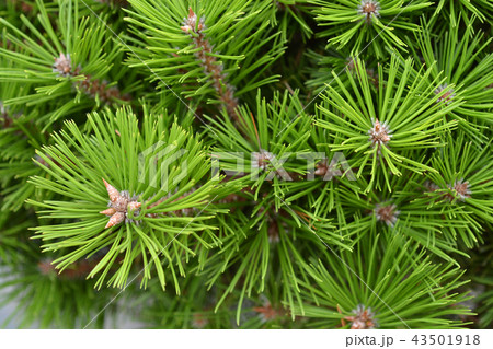 Japanese red pine 43501918