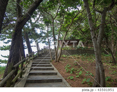【伊豆半島ジオパーク】夏の西伊豆堂ヶ島の風景【遊歩道】 43501951