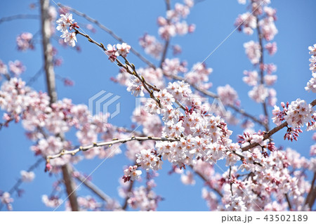 シダレザクラ（枝垂れ桜） 43502189