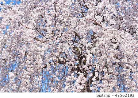 シダレザクラ（枝垂れ桜） 43502192