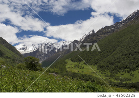 Valley of Flowers, Uttarakhand, India 43502228