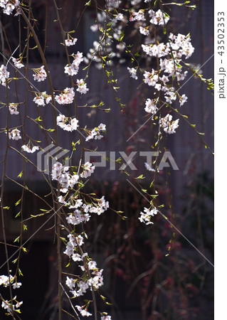 シダレザクラ（枝垂れ桜） 43502353