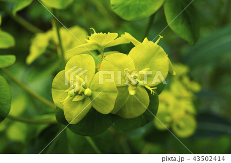 Euphorbia pilosa flowers, Uttarakhand, India Euphorbia pilosa flowers, Uttarakhand, India 43502414