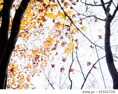 紅葉 紅葉 43502728