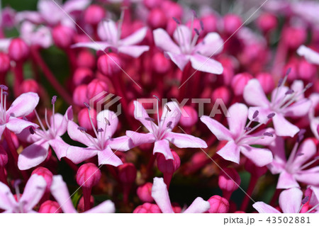 Rose glorybower Rose glorybower 43502881