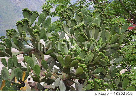 Cactus, Uttarakhand, India Cactus, Uttarakhand, India 43502919