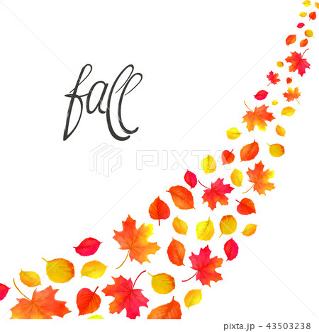 Autumn leaves falling and spinning in wind isolated on white 43503238