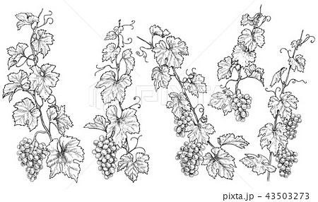 Hand Drawn Monochrome Grape Branchesのイラスト素材