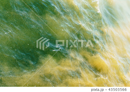 green yellow water background, marine algae bloom green yellow water background, marine algae bloom 43503566