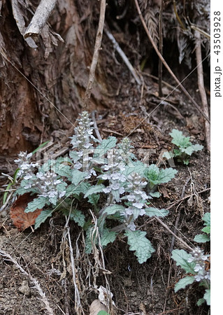 十二単 ジュウニヒトエ 花言葉は 強い結びつき の写真素材