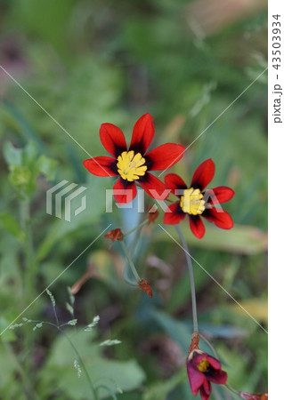 水仙菖蒲　スパラキシス　花言葉は「陽気な人生」 43503934