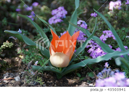 ミニチューリップ 花言葉は「思いやり」 ミニチューリップ 花言葉は「思いやり」 43503941