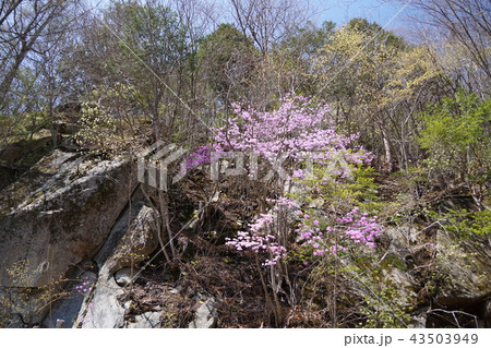山のツツジ 43503949