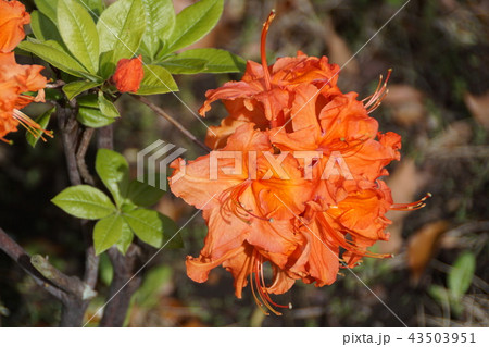 西洋躑躅　アザレア 花言葉は「あなたに愛される幸せ」 43503951
