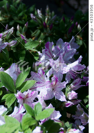 琉球躑躅 琉球絞り 花言葉は「愛の喜び」 43503956