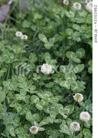 白詰草 シロツメクサ 花言葉は 思い出して の写真素材