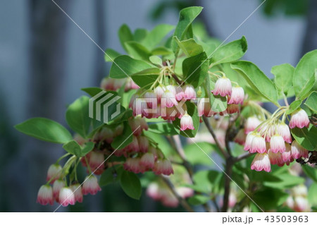 更紗灯台 サラサドウダン 花言葉は「明るい未来」 更紗灯台 サラサドウダン 花言葉は「明るい未来」 43503963