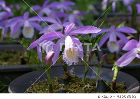 大輪朱鷺草 タイリントキソウ 花言葉は ひかえめ の写真素材