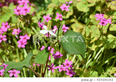 赤紫色のイモカタバミの花を背景として、ドクダミの棒状の花序と葉を撮影した写真 赤紫色のイモカタバミの花を背景として、ドクダミの棒状の花序と葉を撮影した写真 43504143