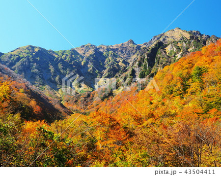 紅葉の谷川岳 紅葉の谷川岳 43504411