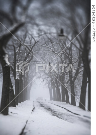 winter misty morning. winter misty morning. 43504554