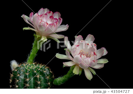 Cactus Flowers Lobivia hybrid White Color Blooming 43504727