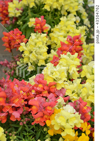 きれいな花畑 43504762