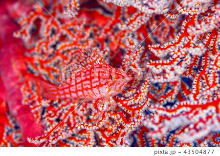 クダゴンベ クダゴンベ 43504877