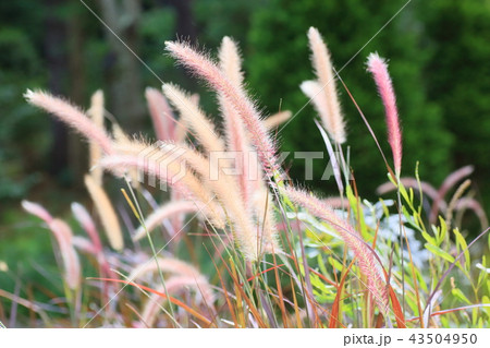 ベニセツム花穂 ベニセツム花穂 43504950