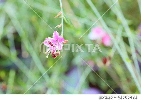 驚くばかりガウラ 花 最高の花の画像