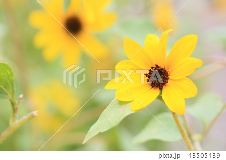 小さいヒマワリの花の写真素材