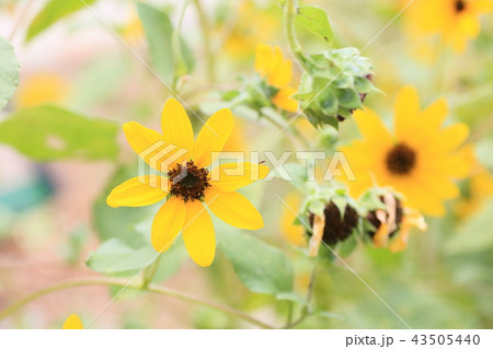 小さいヒマワリの花の写真素材