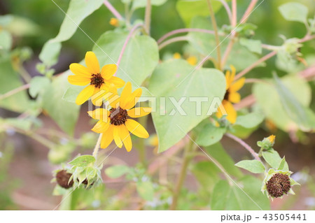 小さいヒマワリの花の写真素材