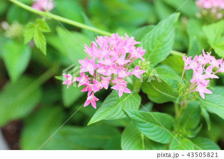 ペンタスの花 ペンタスの花 43505821