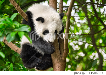 Giant panda bear in China 43506334