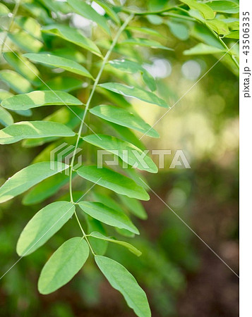 葉 春 自然 43506335