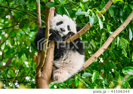 Giant panda bear in China 43506344