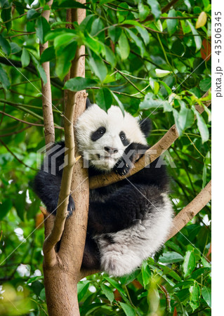 Giant panda bear in China 43506345