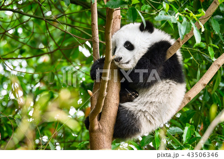 Giant panda bear in China 43506346