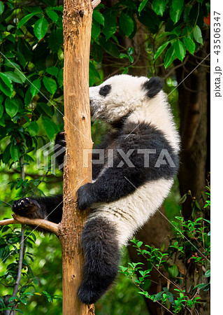 Giant panda bear in China 43506347