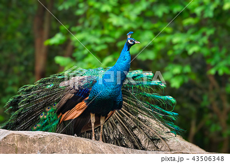 Peacock in forest 43506348