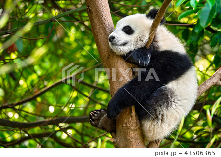 Giant panda bear in China 43506365