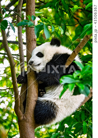 Giant panda bear in China 43506367