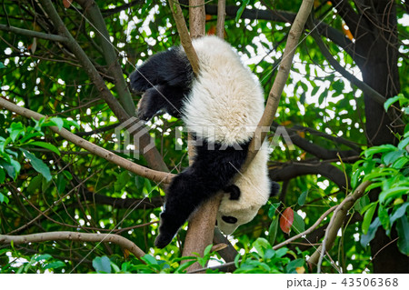 Giant panda bear in China 43506368
