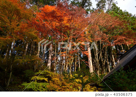 三峯神社の紅葉 43506375
