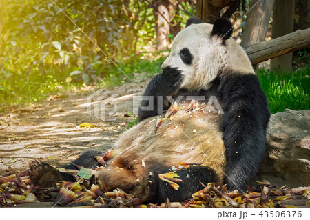 Giant panda bear in China 43506376